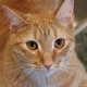 Image for article titled Goose, the cat from Captain Marvel, is the star of a new, very nice meme